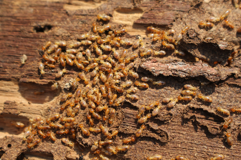 Termites biting on wood